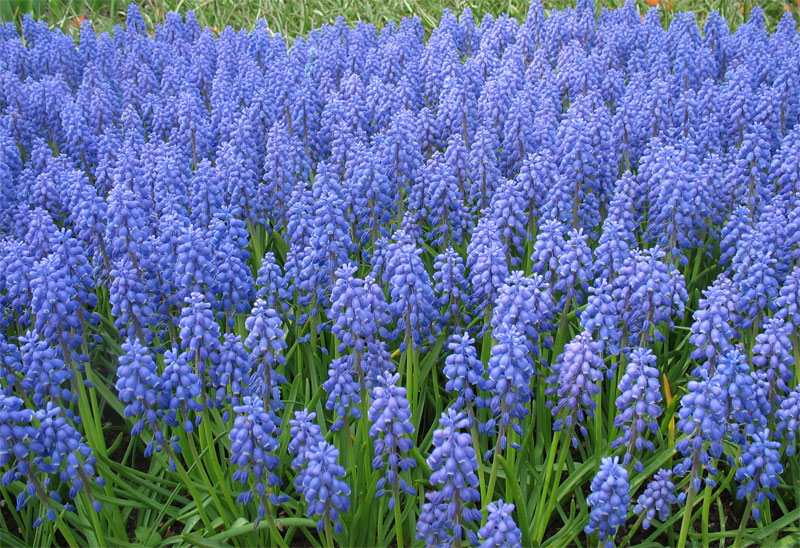 Image of Muscari armeniacum specimen.