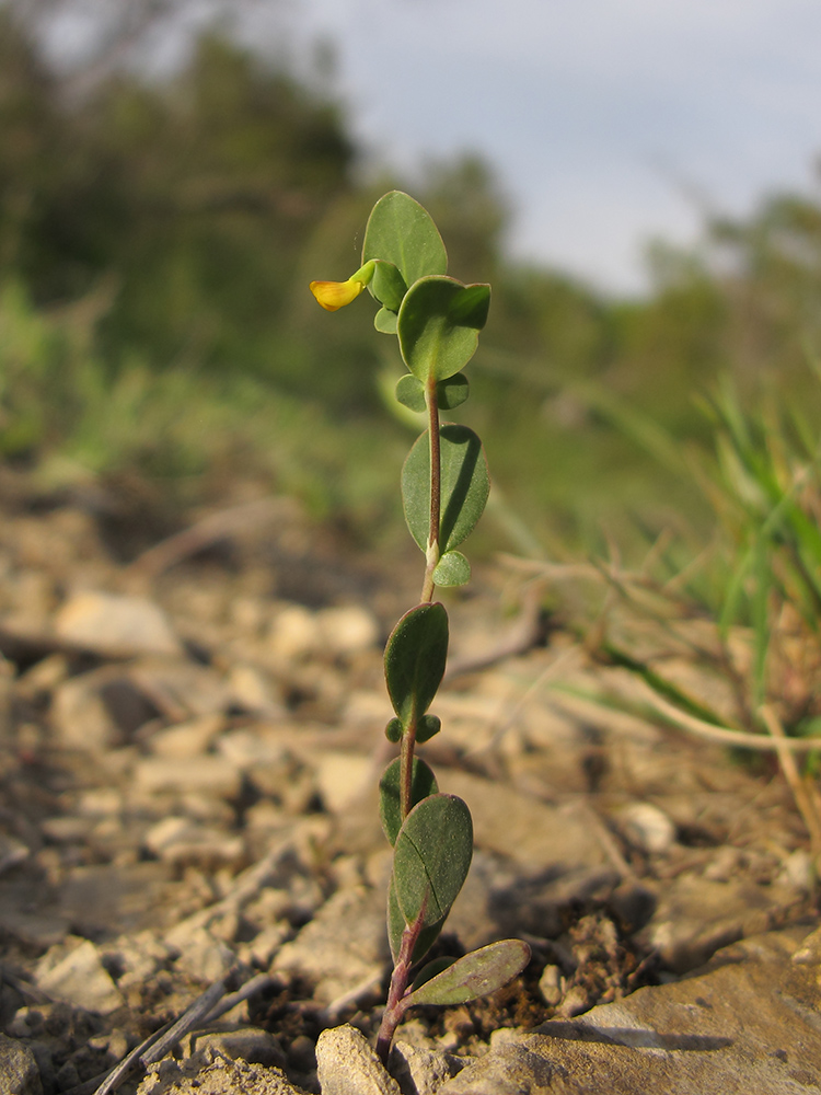 Image of Coronilla scorpioides specimen.