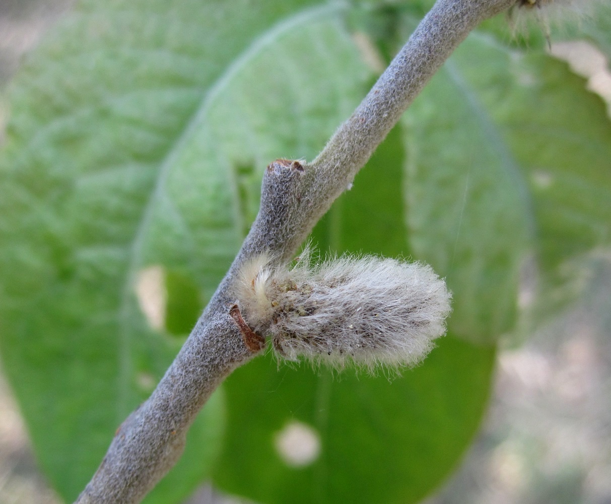 Image of genus Salix specimen.