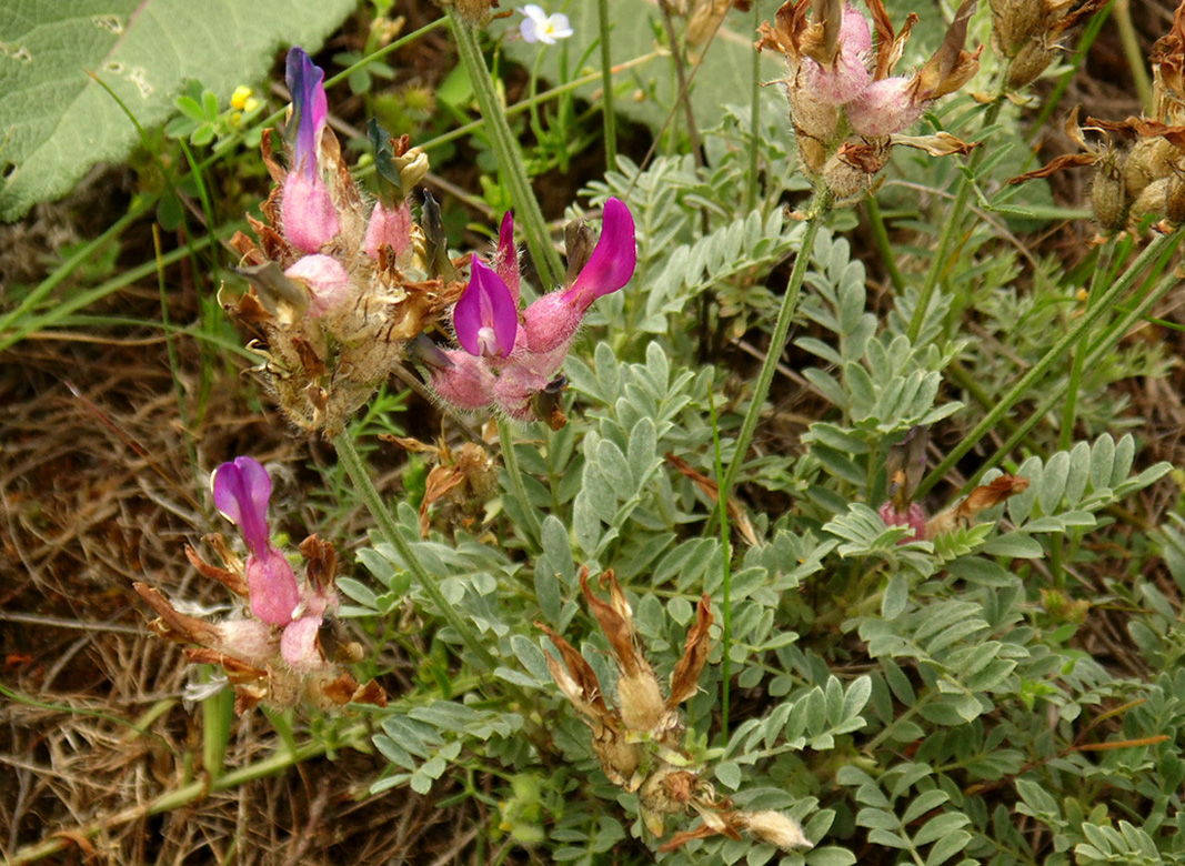 Image of Astragalus vesicarius var. albidus specimen.