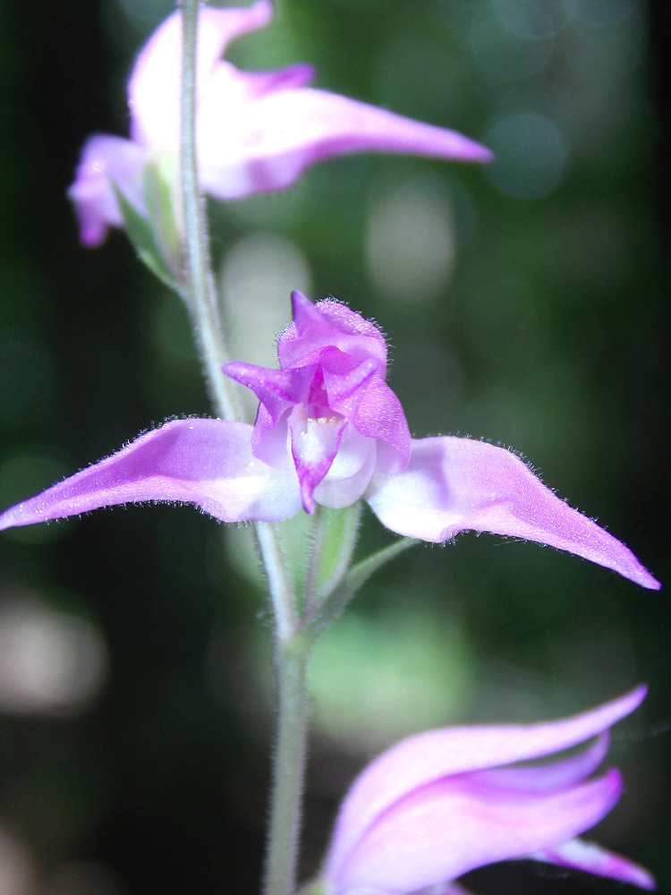 Изображение особи Cephalanthera rubra.