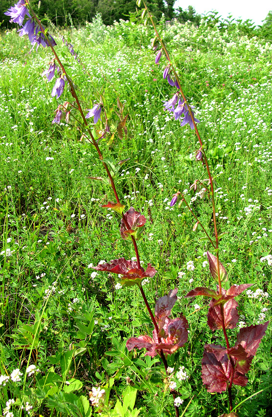 Изображение особи Campanula rapunculoides.