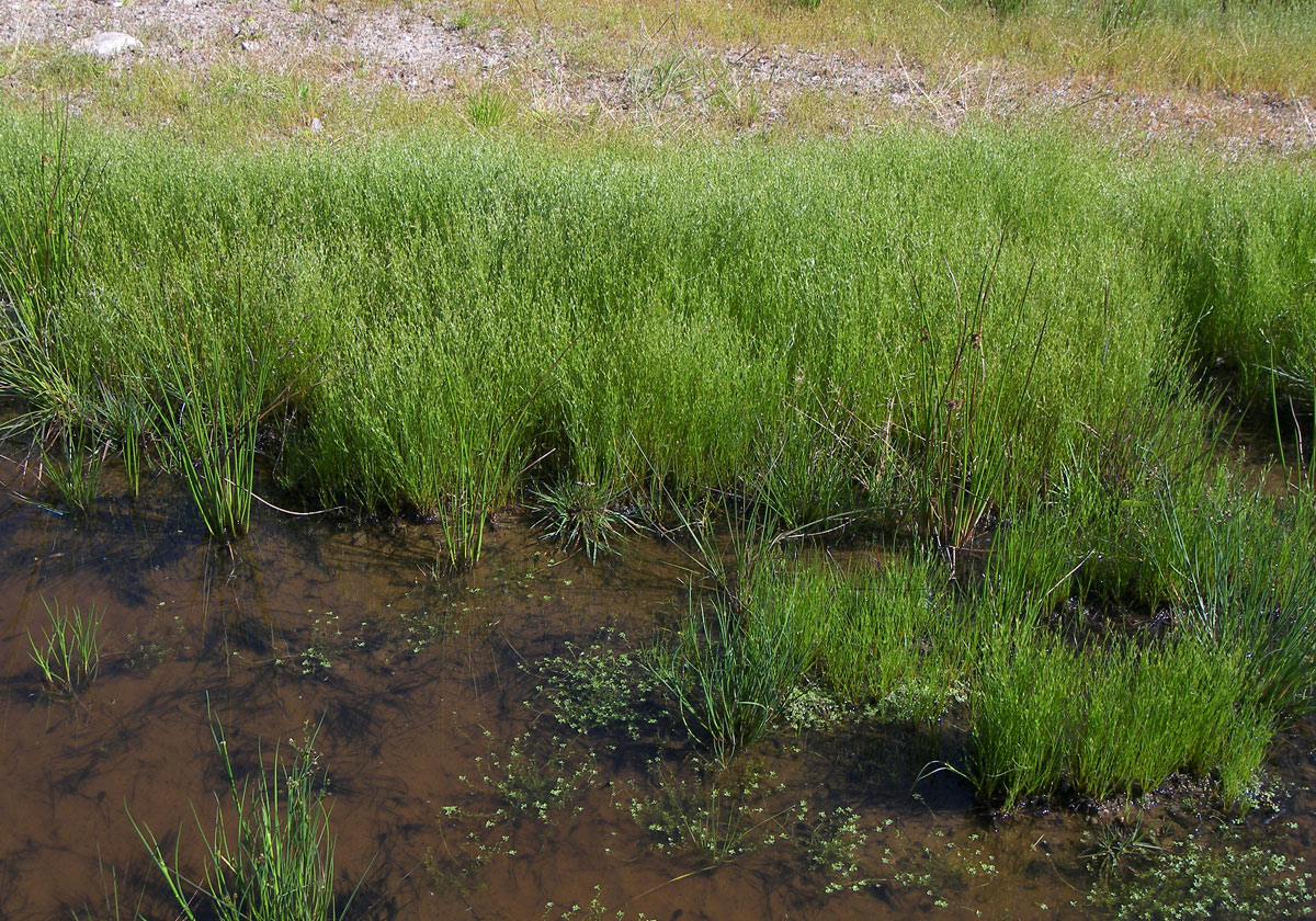 Изображение особи Juncus bufonius.