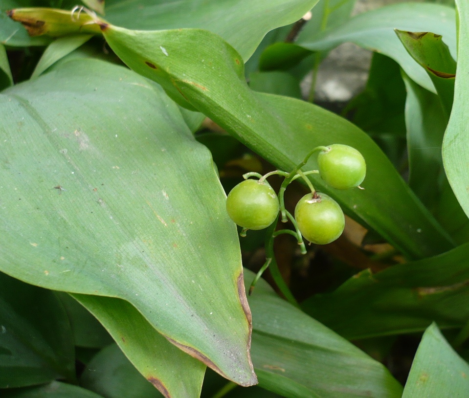 Изображение особи Convallaria majalis.