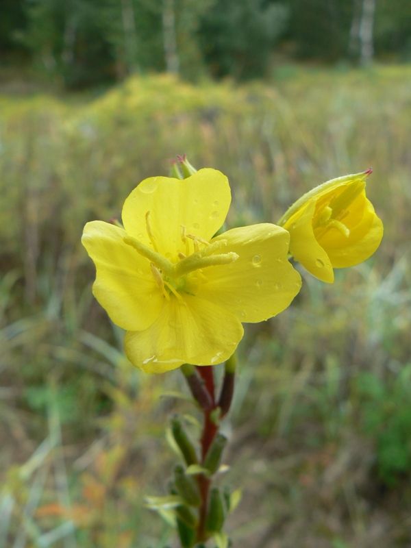 Image of genus Oenothera specimen.