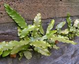 Phyllitis scolopendrium. Растения в щели стены. Германия, г. Дюссельдорф, стена ограждения. Июнь 2014 г.