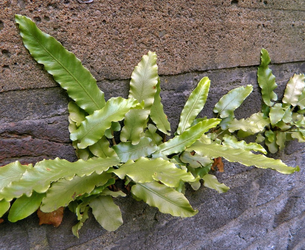 Image of Phyllitis scolopendrium specimen.