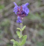 genus Salvia