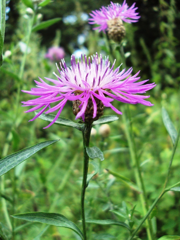 Image of Centaurea jacea specimen.