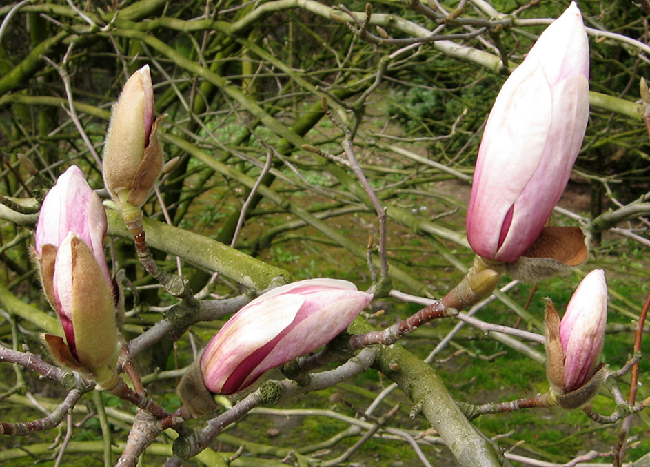 Image of Magnolia stellata specimen.