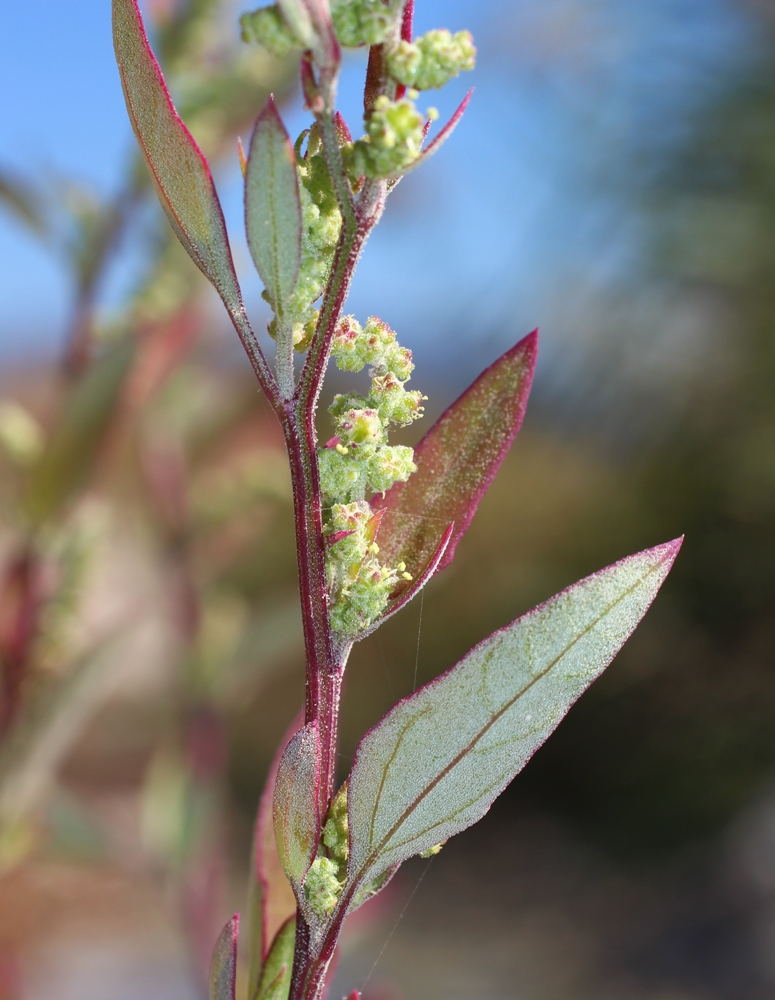 Изображение особи Chenopodium striatiforme.