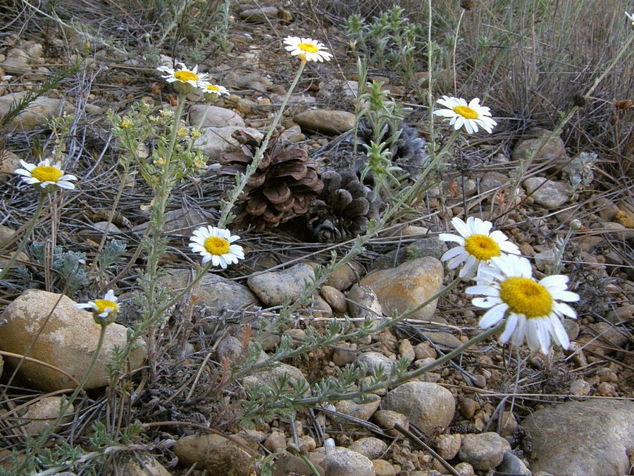 Изображение особи Anthemis dubia.