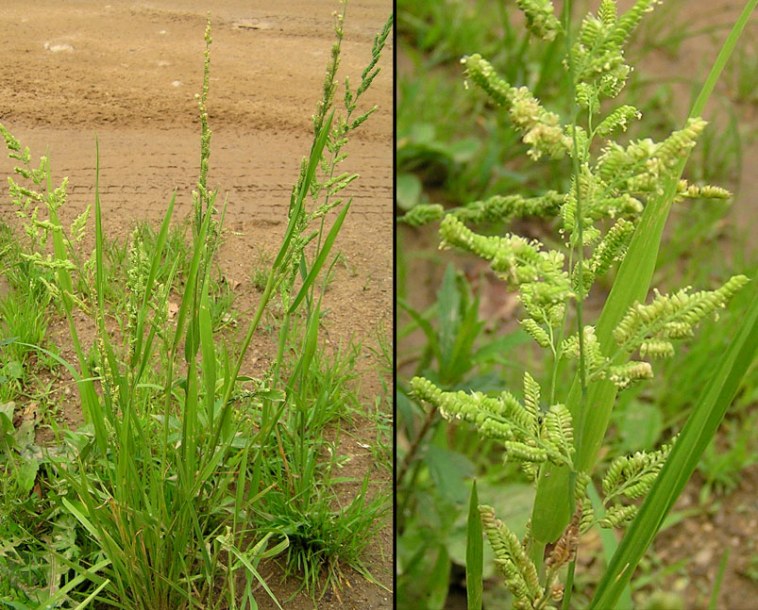 Image of Beckmannia syzigachne specimen.