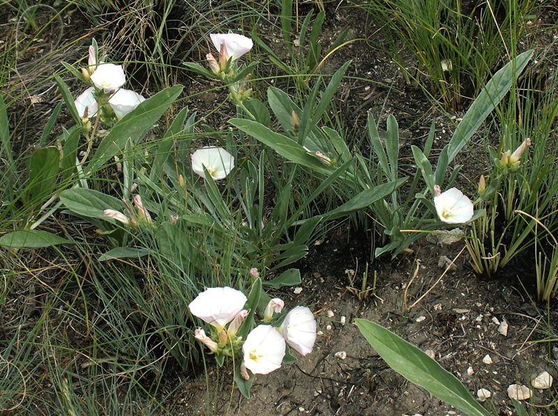 Изображение особи Convolvulus lineatus.