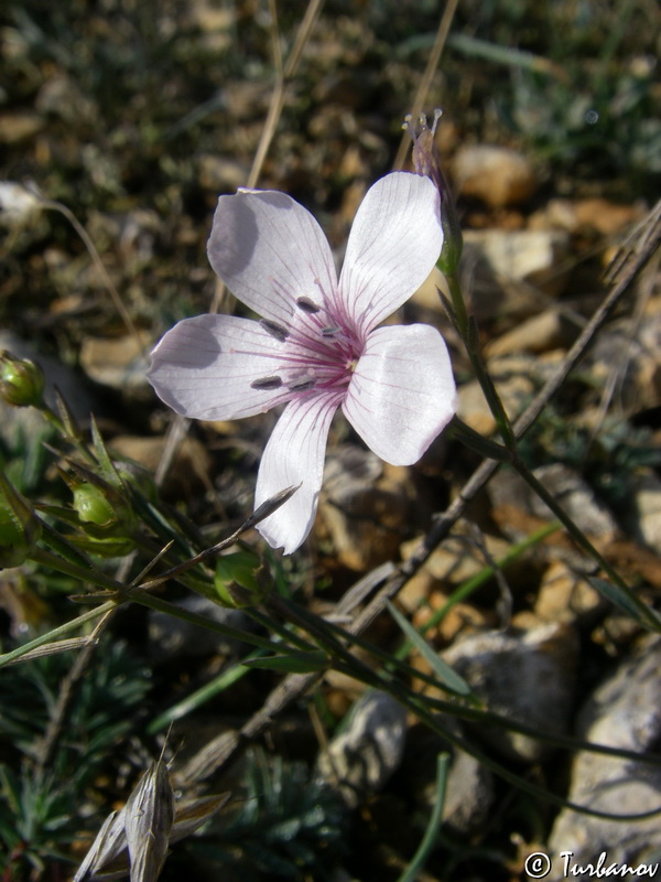 Image of Linum tenuifolium specimen.