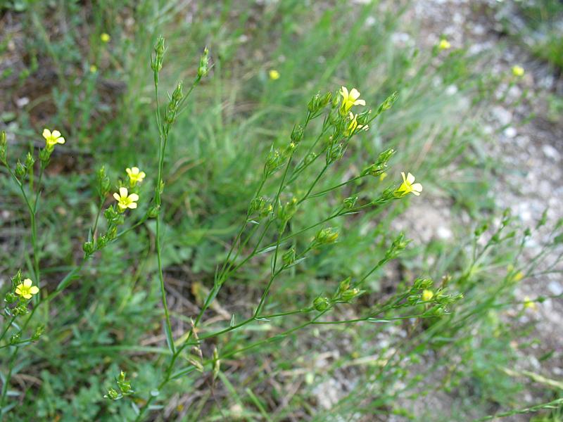 Image of Linum corymbulosum specimen.