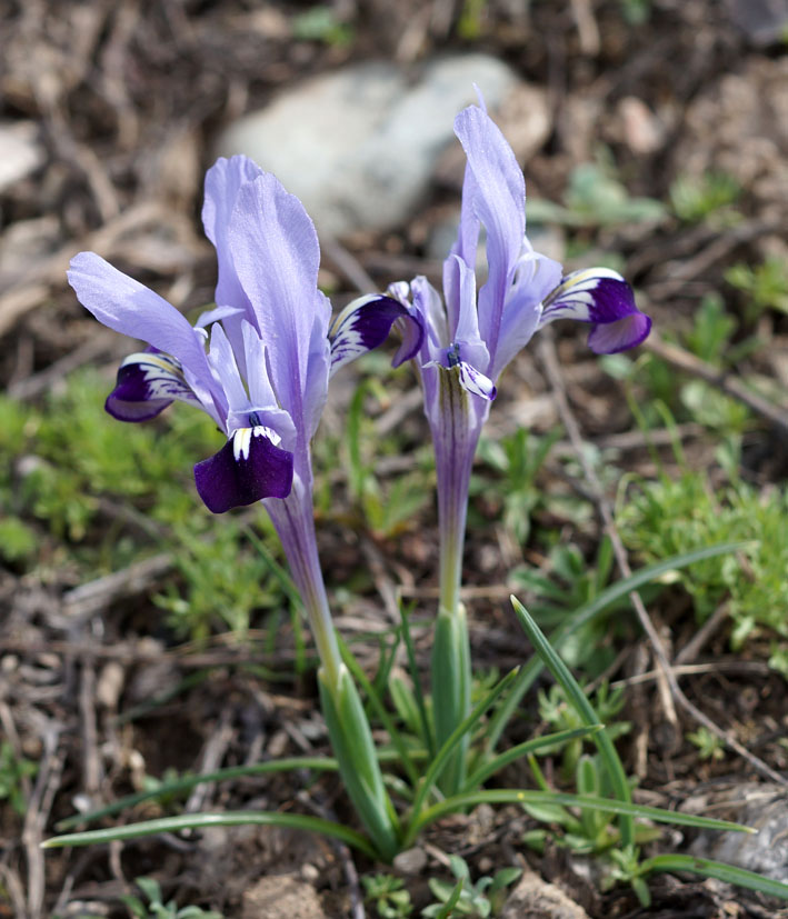 Изображение особи Iridodictyum kolpakowskianum.