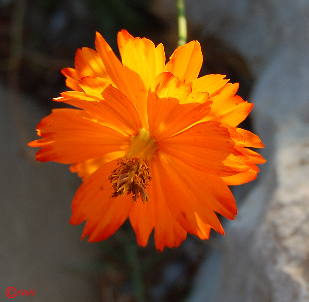 Image of Cosmos sulphureus specimen.