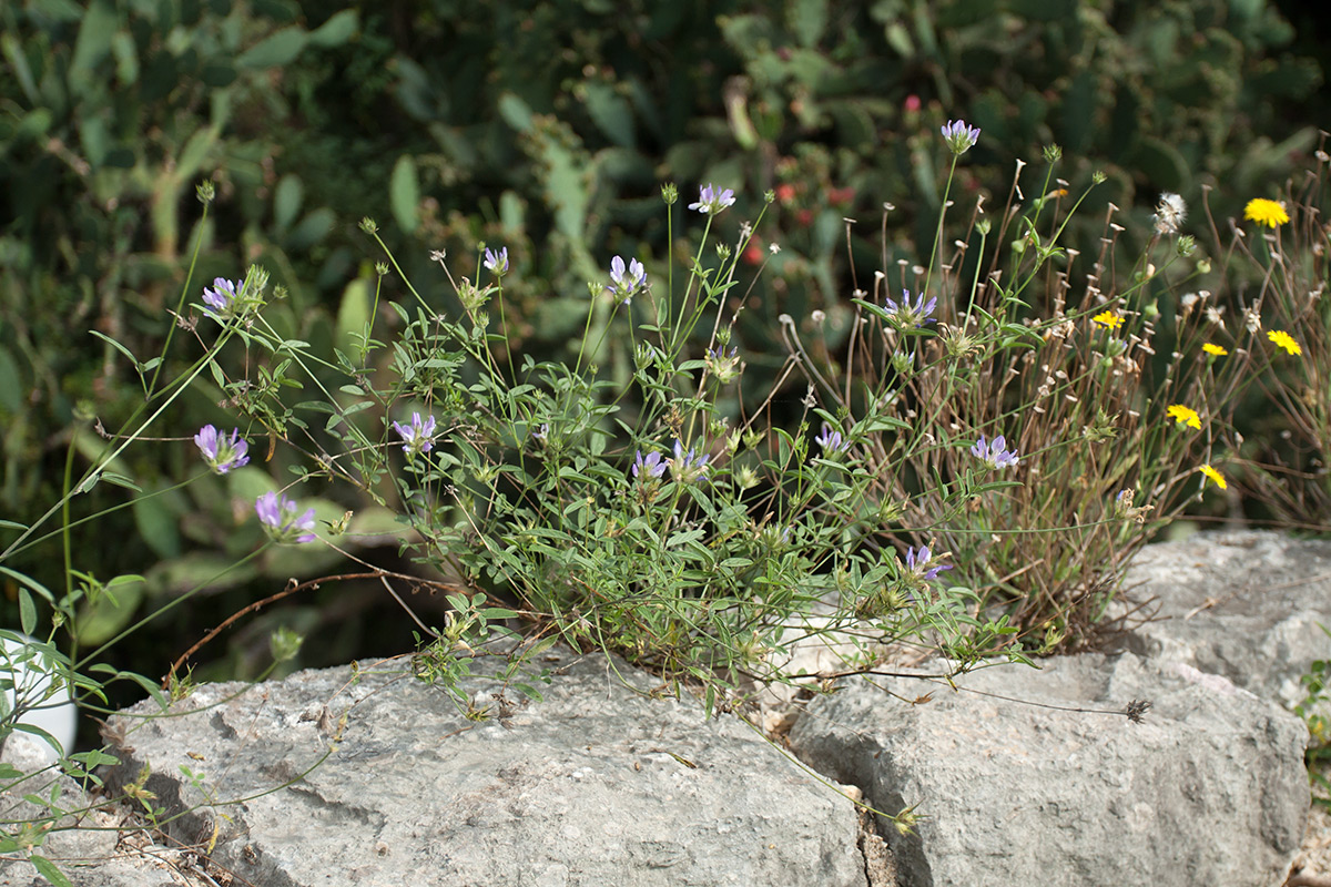 Image of Psoralea bituminosa specimen.