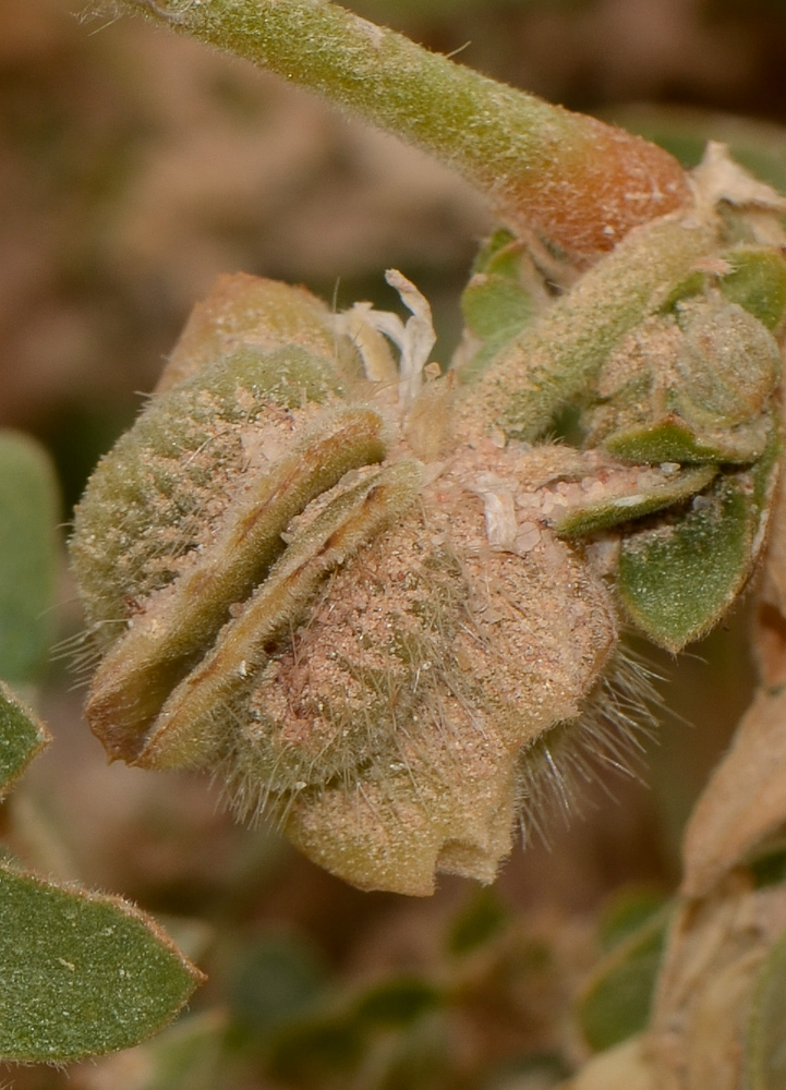 Image of Tribulus macropterus specimen.