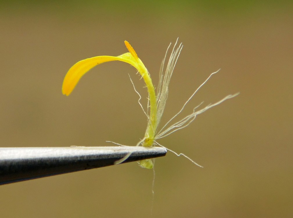 Image of Solidago virgaurea specimen.