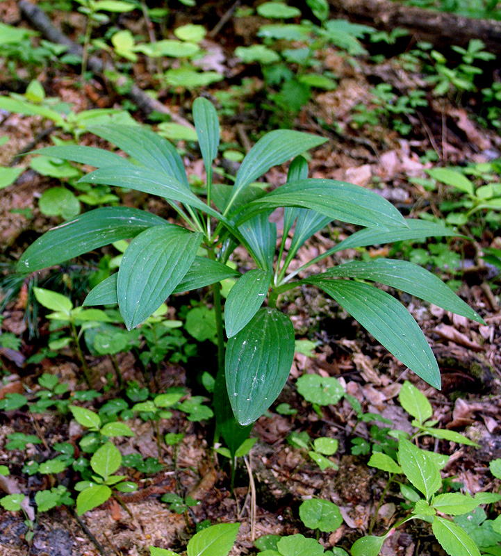 Изображение особи Lilium martagon.