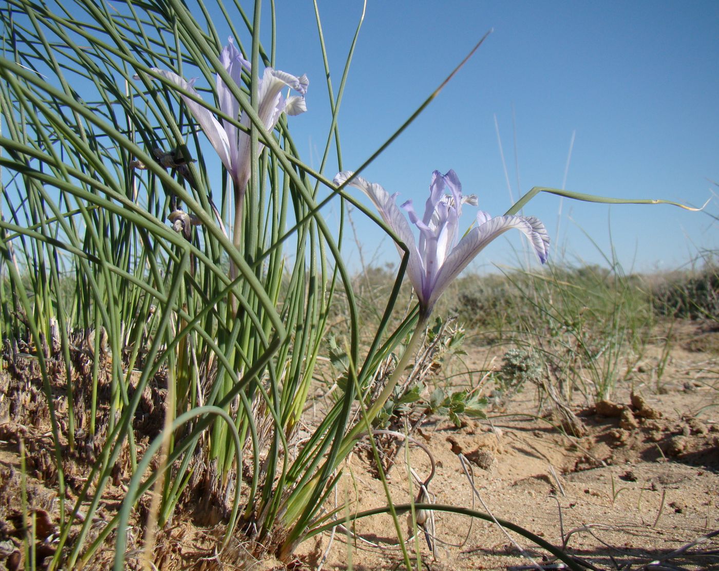 Изображение особи Iris tenuifolia.