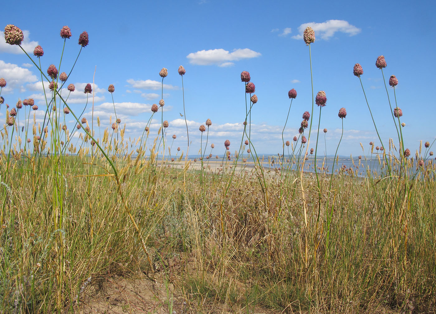 Изображение особи Allium sphaerocephalon.