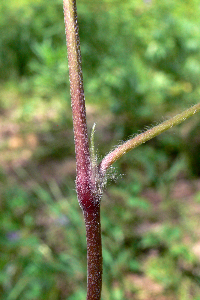 Image of Geranium sibiricum specimen.