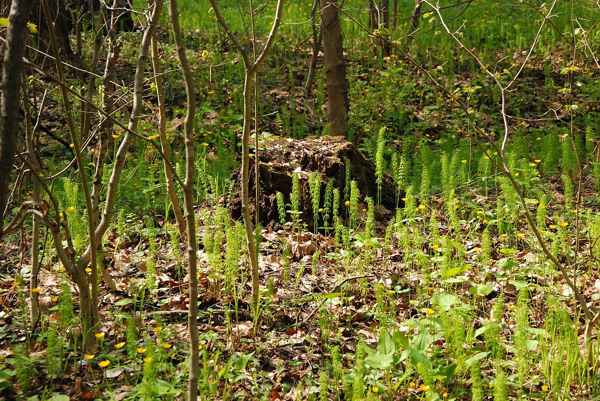 Изображение особи Equisetum sylvaticum.