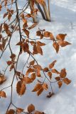 Fagus sylvatica. Покоящаяся ветвь зимующего растения. Санкт-Петербург, Дудергофские высоты, широколиственный лес. 30.01.2016.