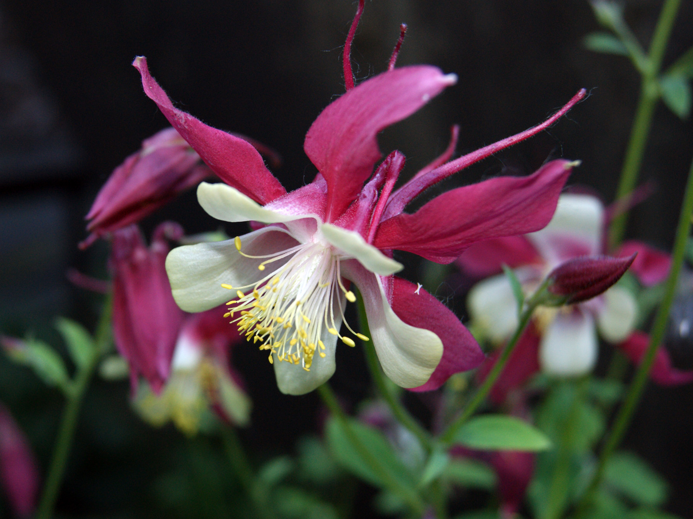 Image of Aquilegia coerulea specimen.