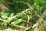 Carex canescens