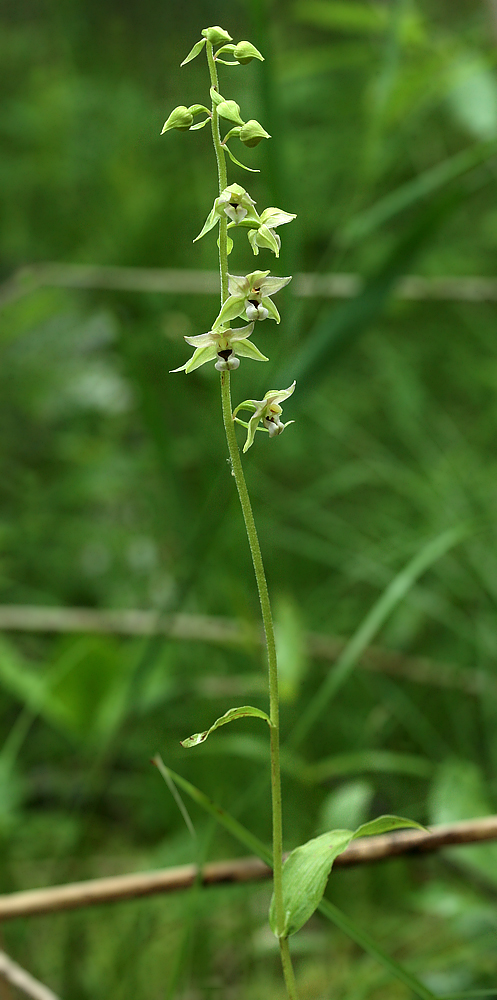 Image of Epipactis helleborine specimen.