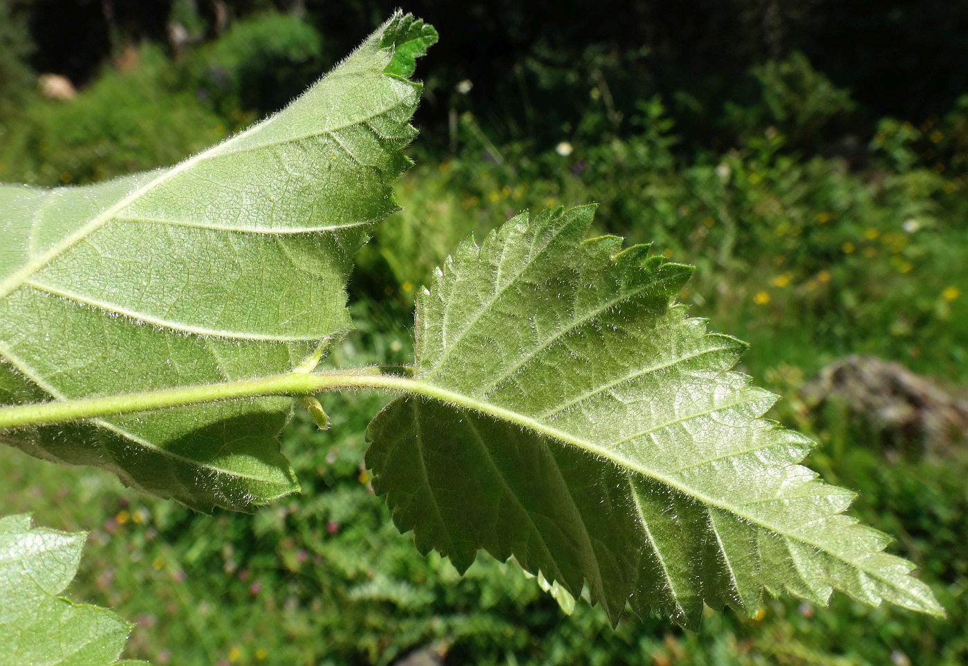 Image of Betula litwinowii specimen.