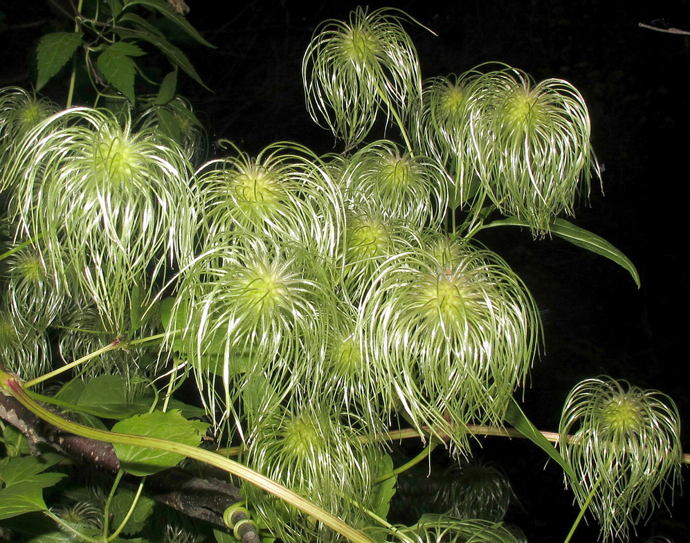 Image of Clematis serratifolia specimen.