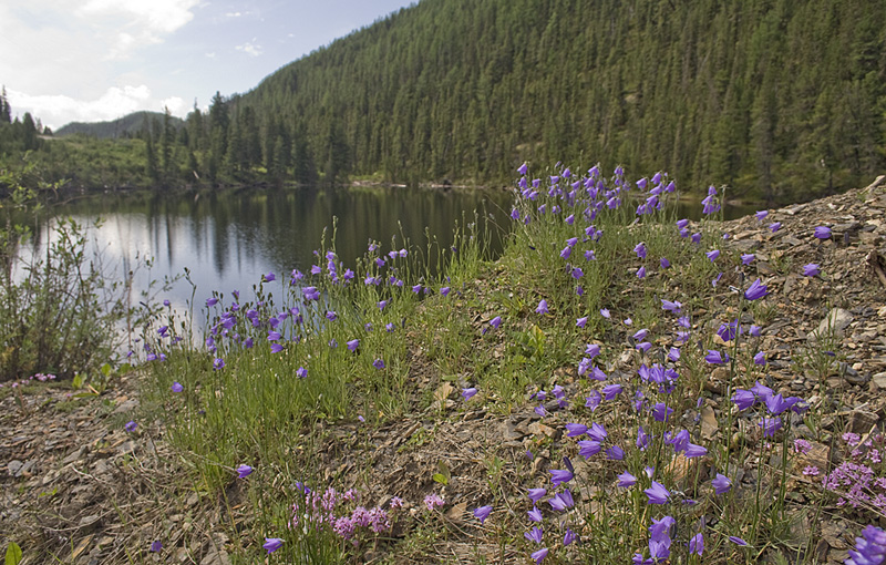 Изображение особи Campanula rotundifolia.