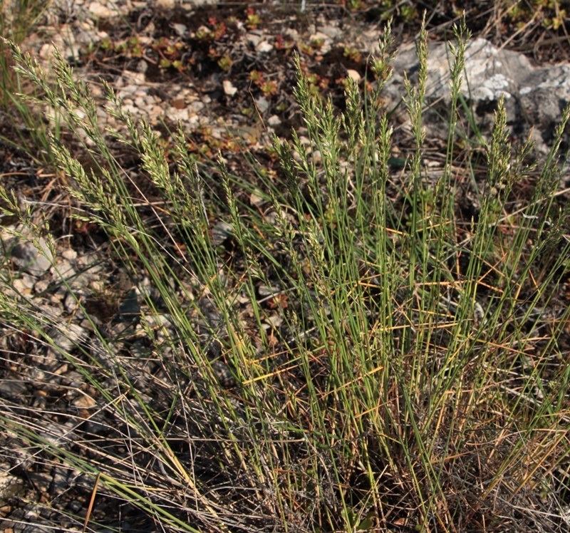 Image of Poa transbaicalica specimen.