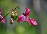 Impatiens glandulifera. Цветок и бутоны. Московская обл., окр. г. Железнодорожный, опушка смешанного леса. 29.06.2016.