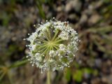 Cicuta virosa. Фрагмент общего соцветия. Иркутская обл., Иркутский р-н, дер. Позднякова, долина р. Куда, берег старицы, галечник. 01.07.2016.