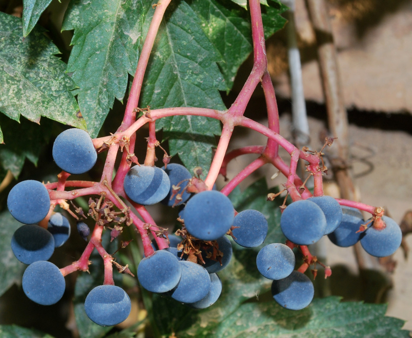 Image of Parthenocissus quinquefolia specimen.