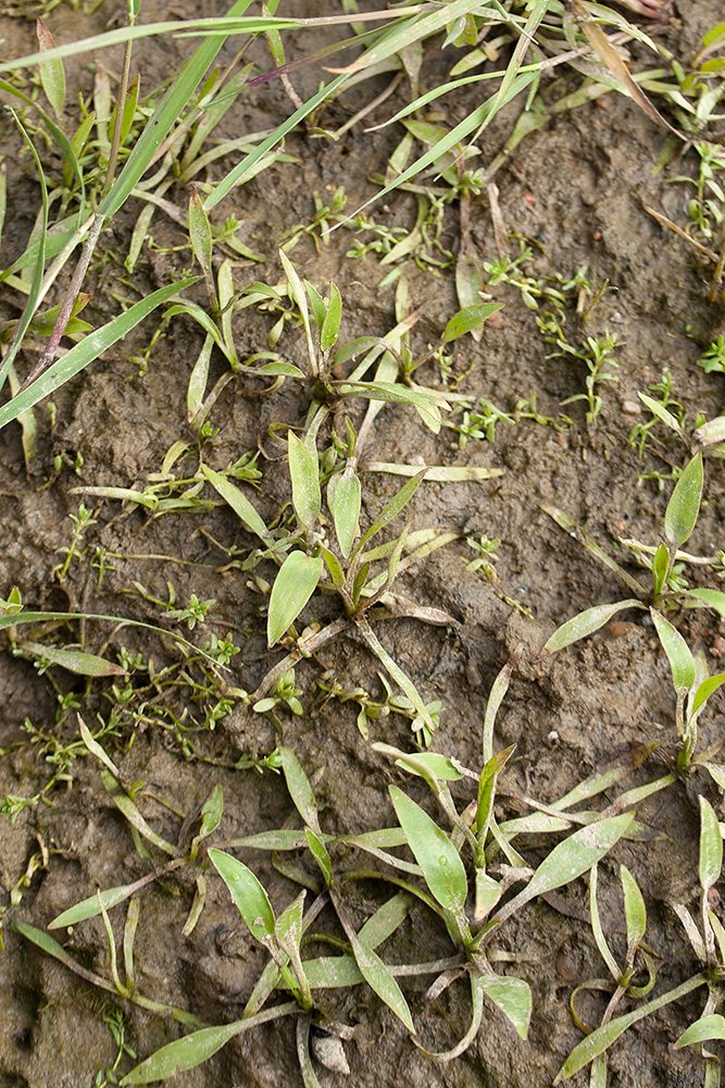 Image of genus Alisma specimen.