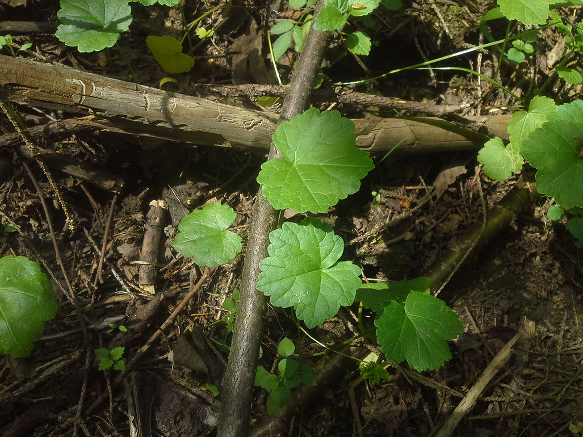 Image of Heracleum sosnowskyi specimen.