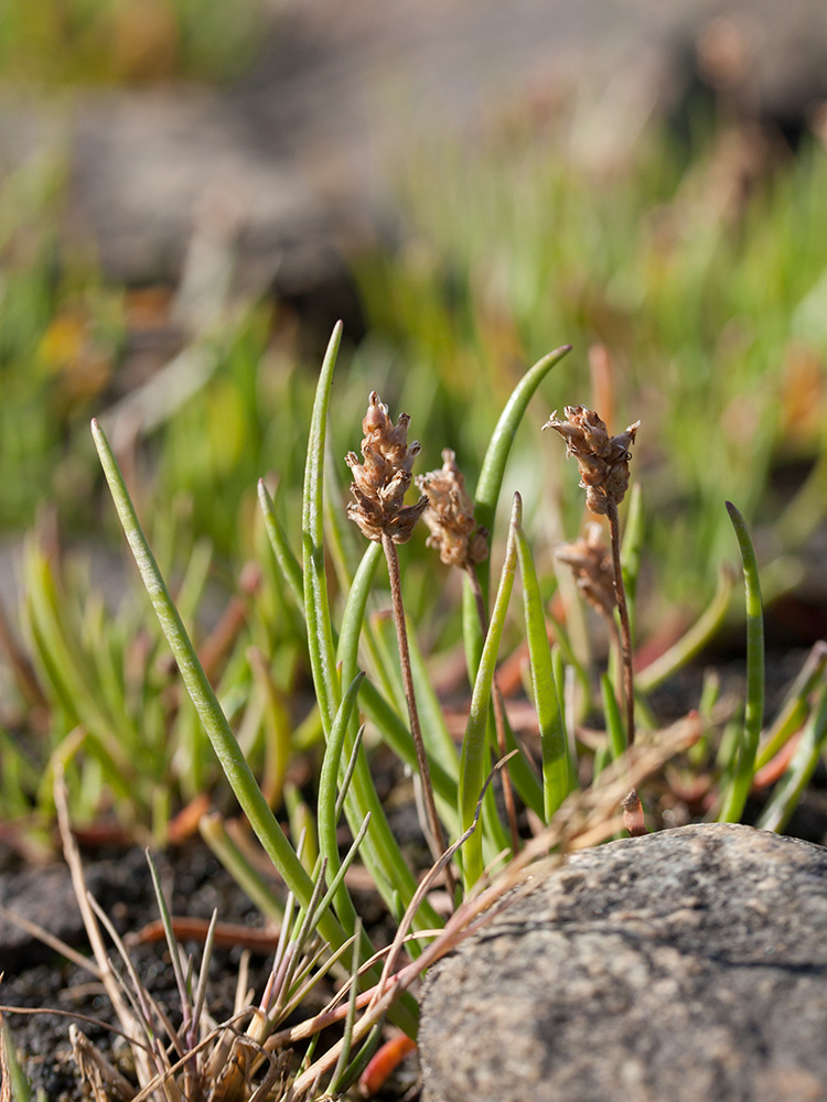 Изображение особи Plantago schrenkii.