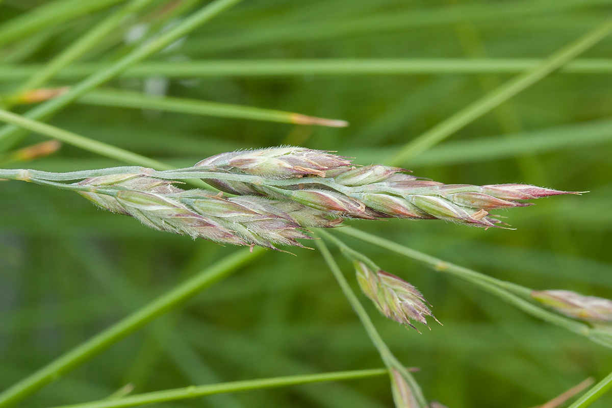 Изображение особи Festuca richardsonii.