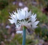 Allium pseudostrictum