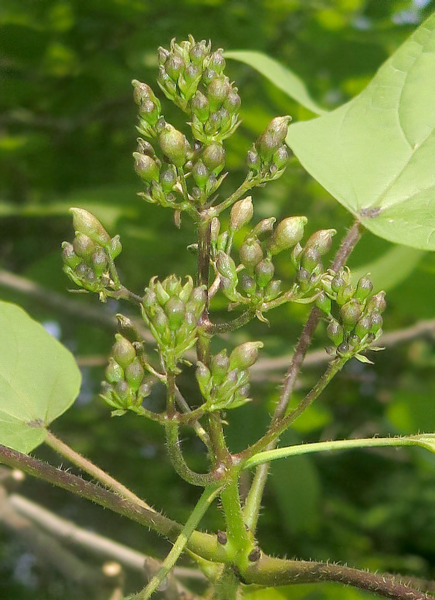 Image of Catalpa ovata specimen.