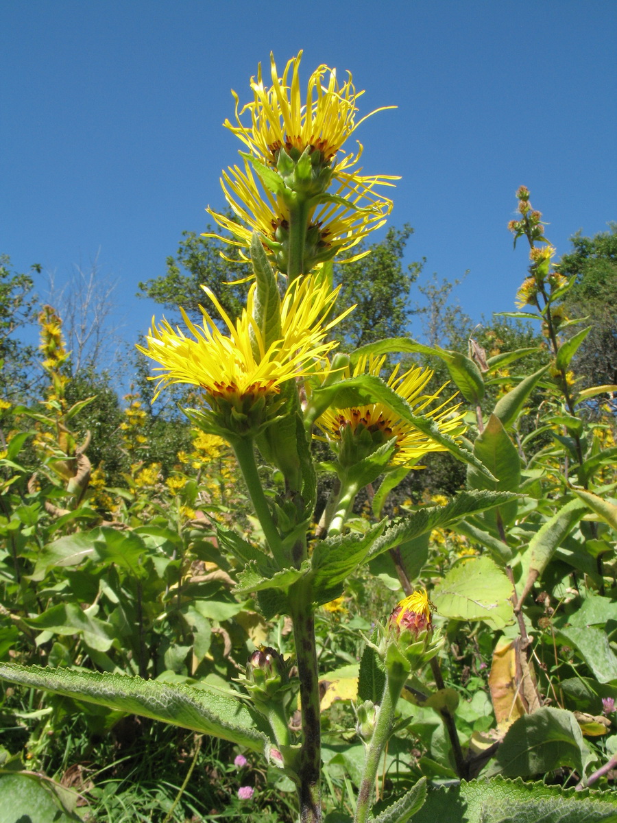 Изображение особи Inula helenium.