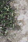 Cotoneaster oliganthus. Цветущие побеги. Узбекистан, Кашкадарьинская обл., Китабский р-н, перевал Тахтакарача, 1650 м н.у.м. 31 мая 2013 г.