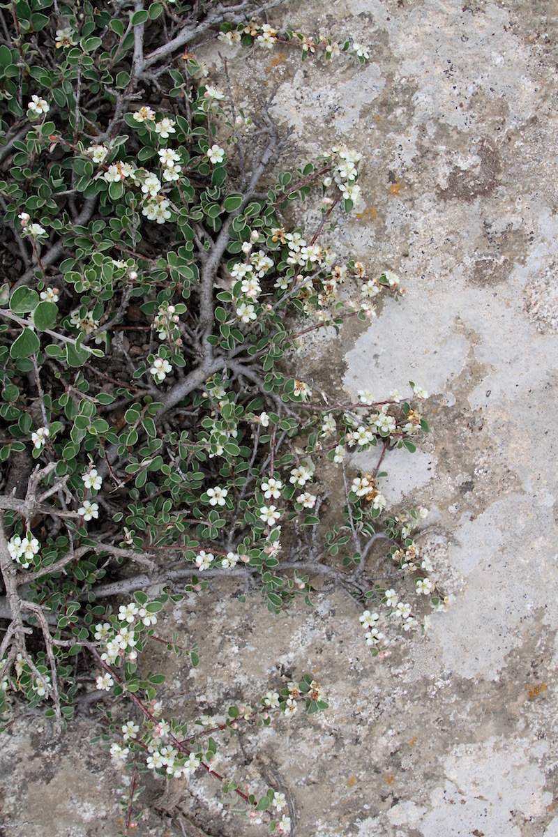 Image of Cotoneaster oliganthus specimen.